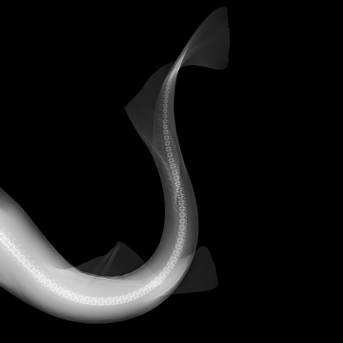Dog fish tail, X-ray