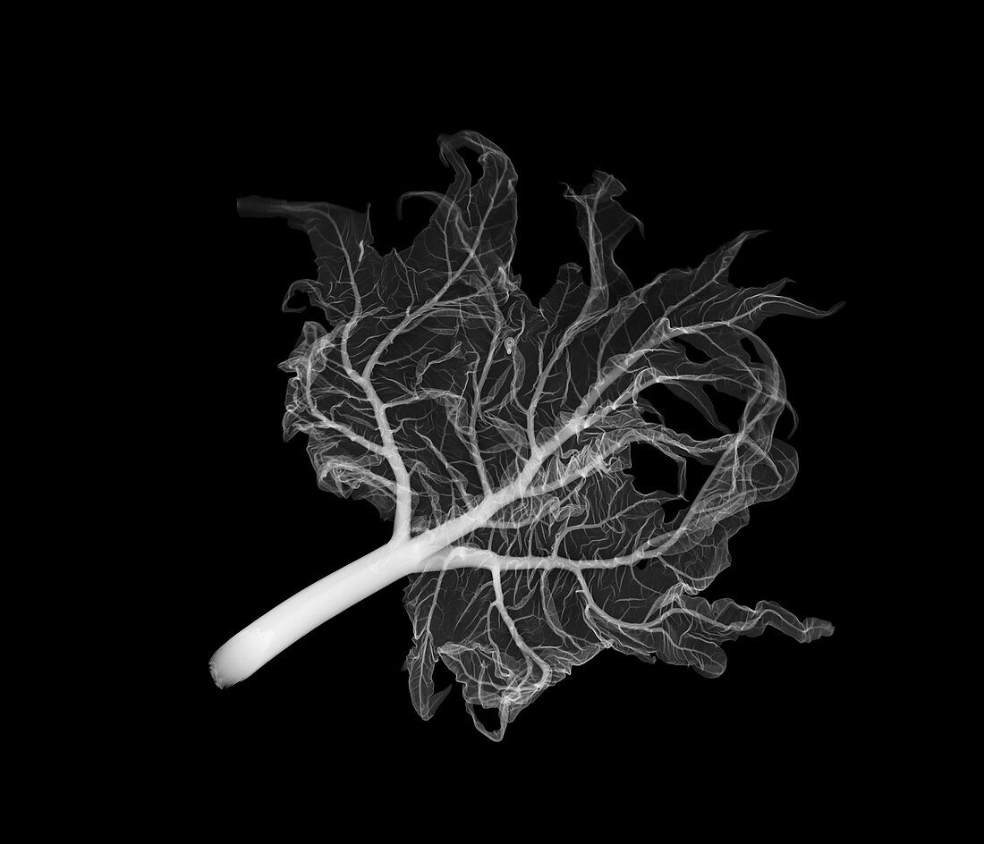 Rhubarb (Rheum rhabarbarum), X-ray