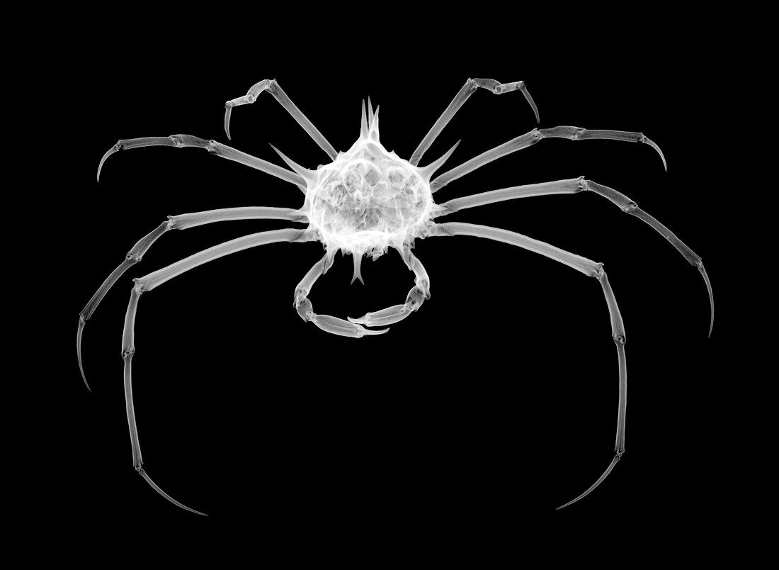 Spider crab, X-ray
