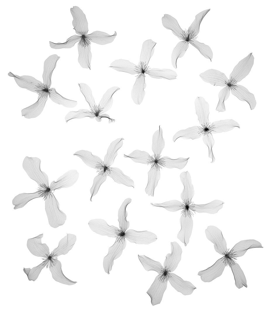 Clematis (Clematis montana) scattered, X-ray