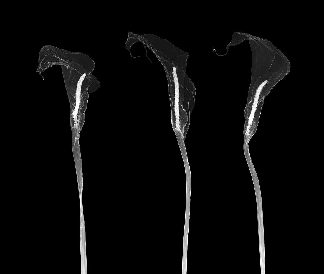 Arum lilies (Zantedeschia aethiopica), X-ray