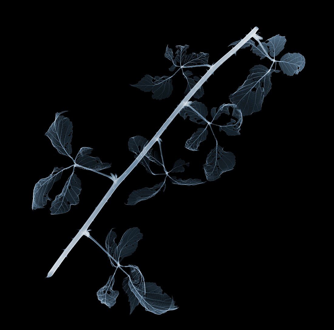 Blackberry (Rubus fruticosus), X-ray