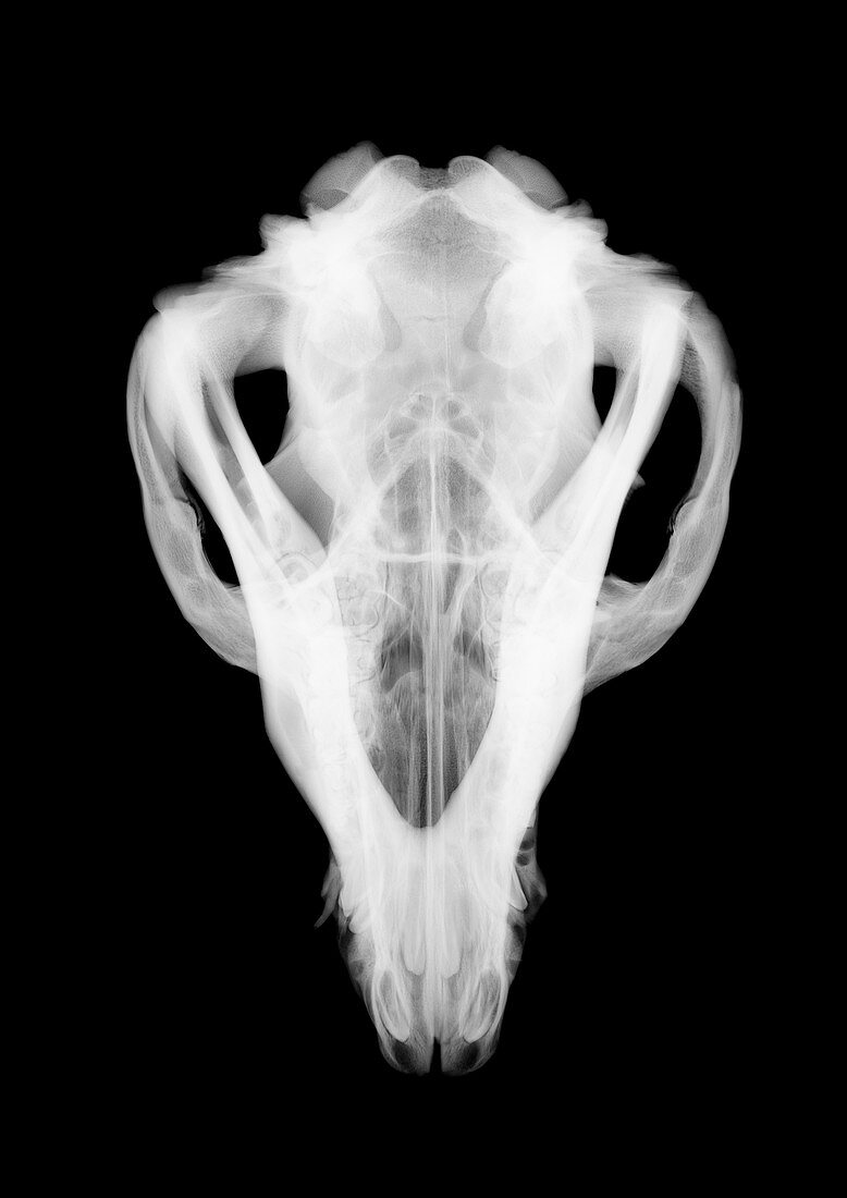 Animal skull, X-ray