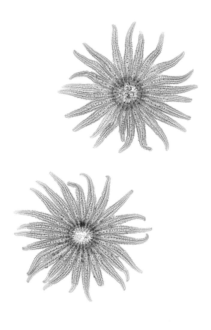 Two sunflower seastar starfish, X-ray