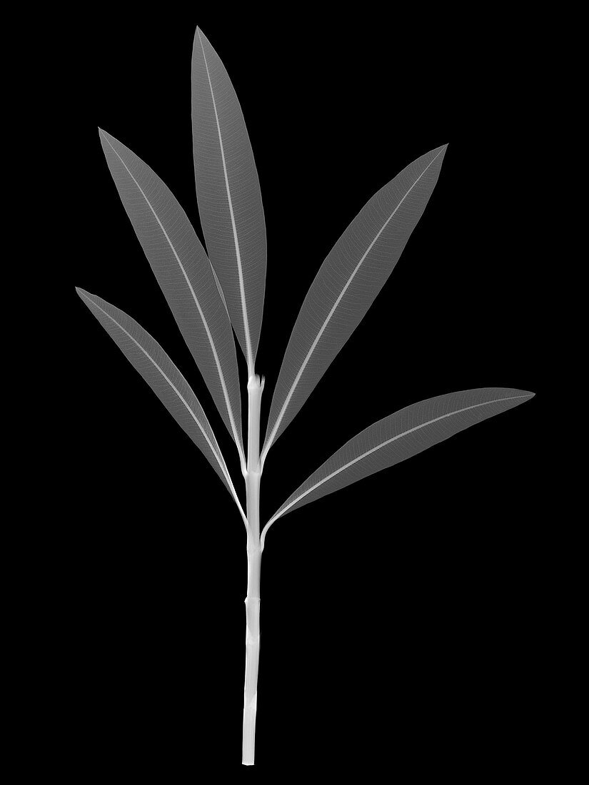 Nerium oleander, X-ray