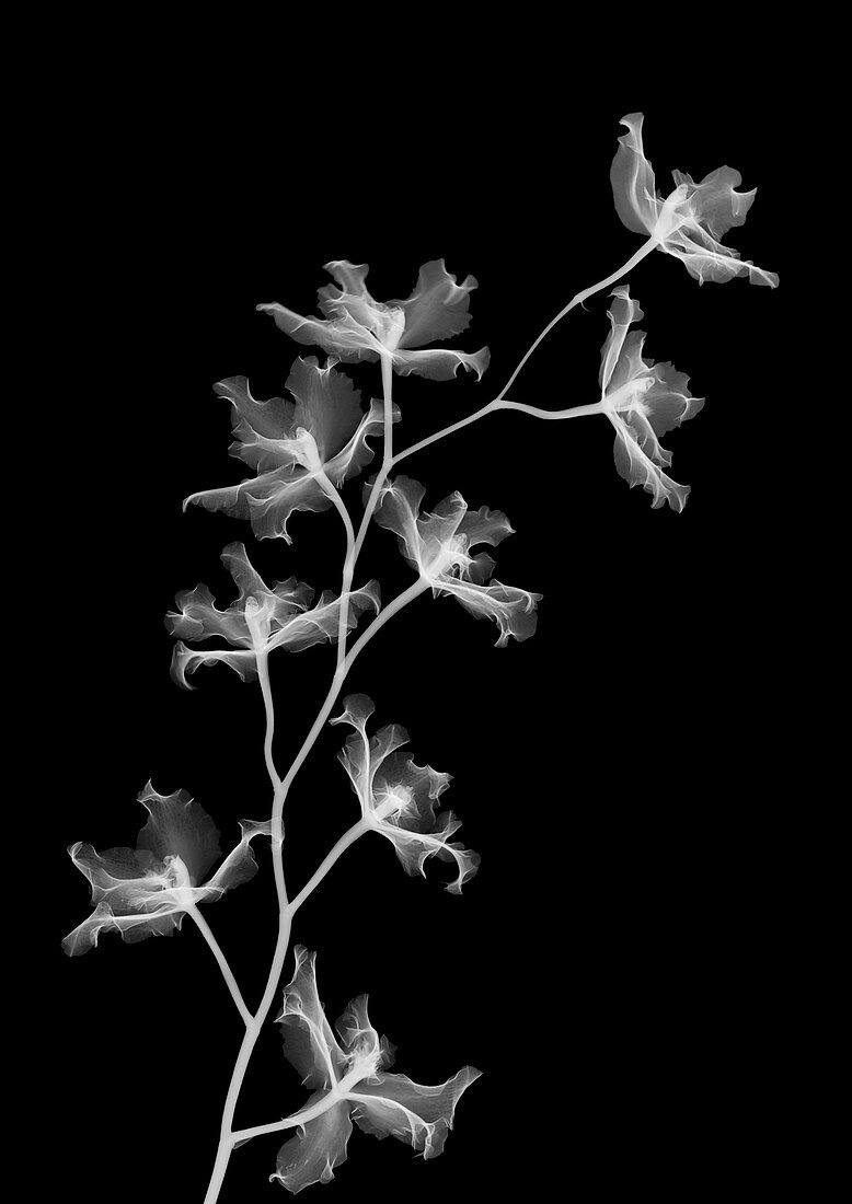 Orchid stem (Phalaenopsis sp.), X-ray