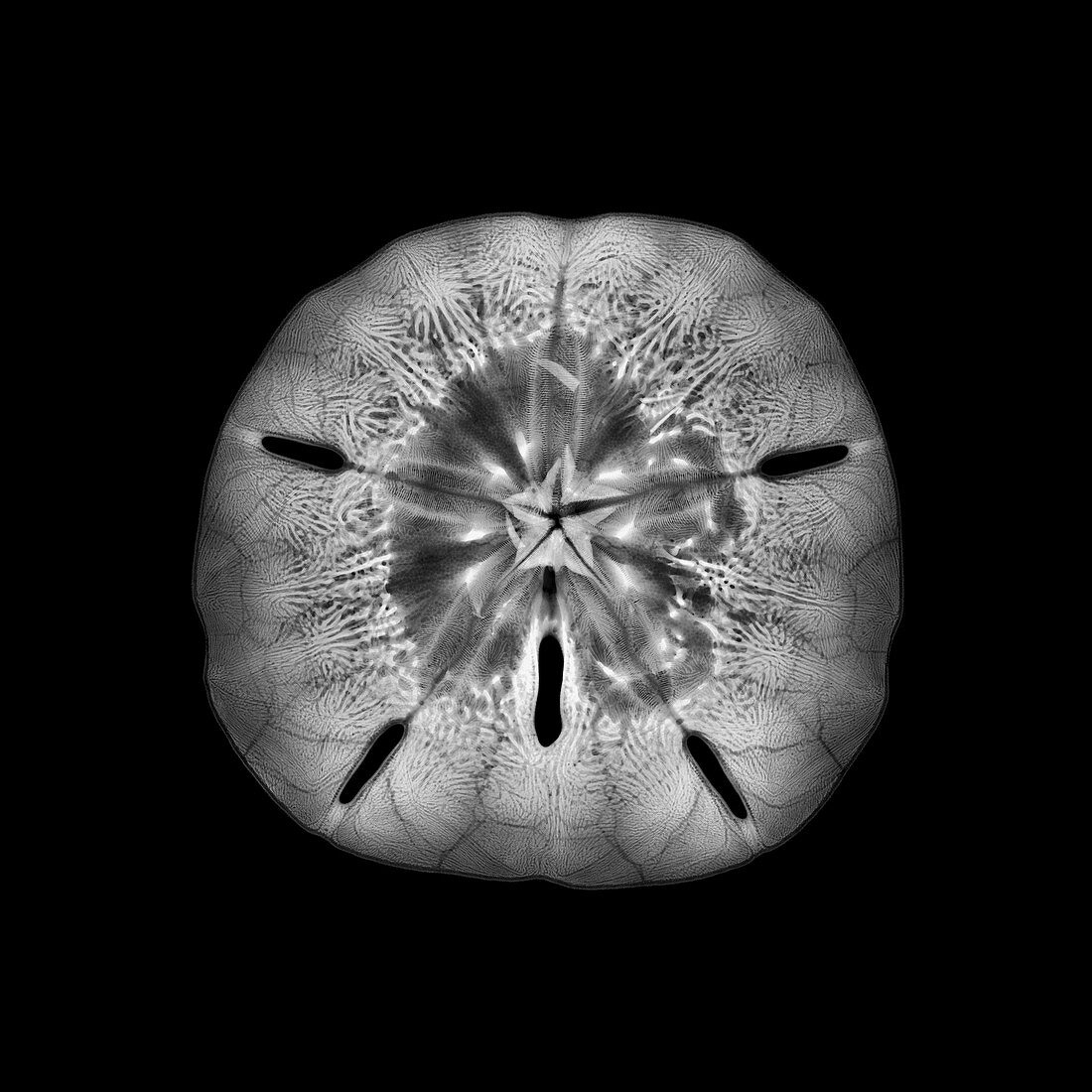 Sand dollar sea urchin, X-ray