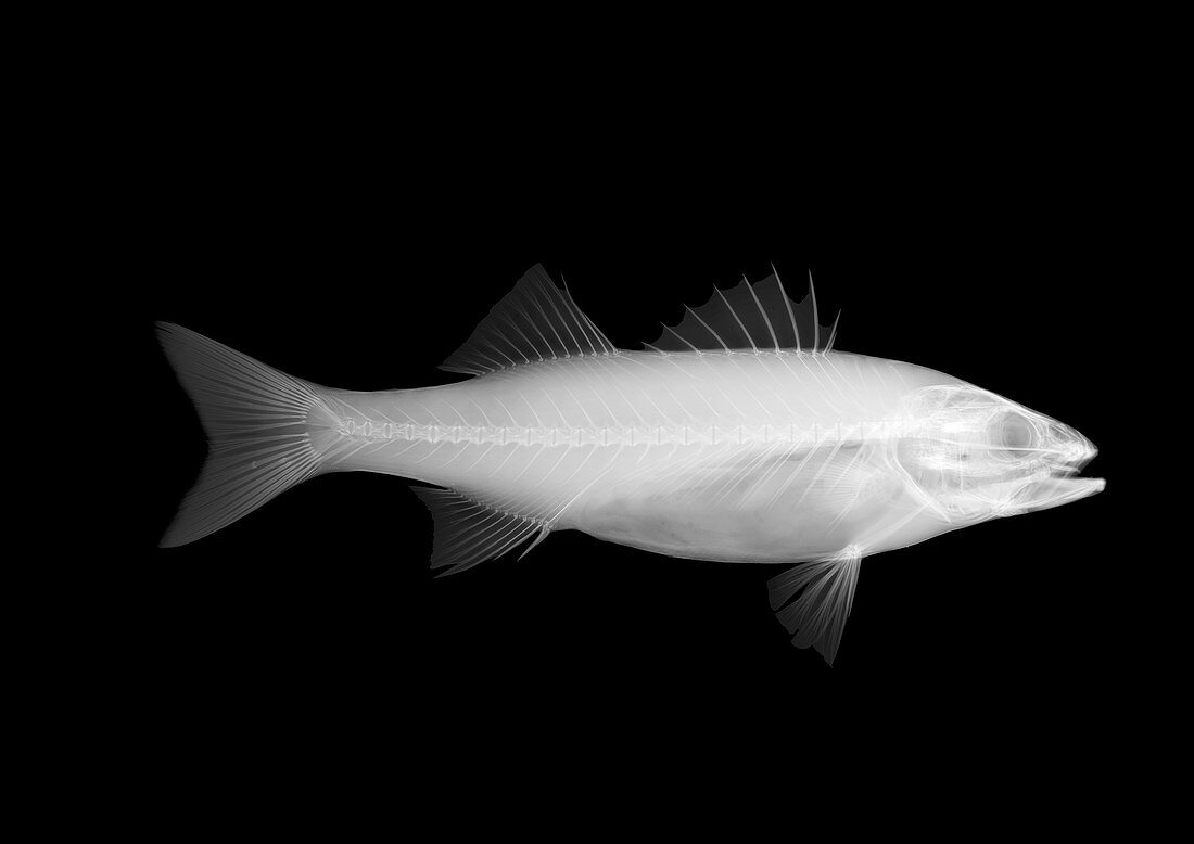 Sea bass fish, X-ray