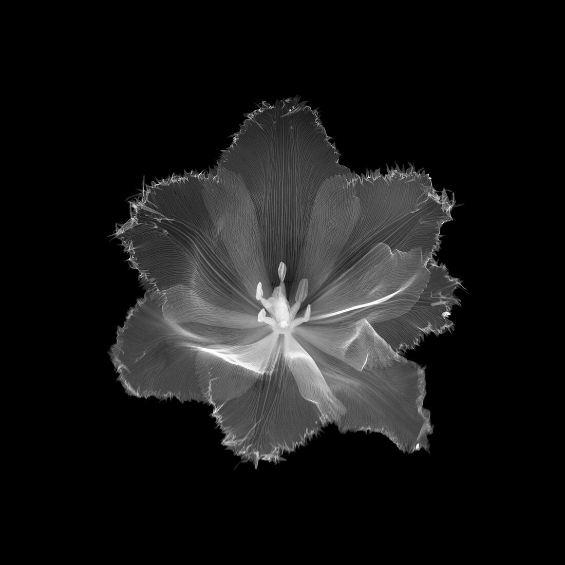 Serrated tulip, X-ray