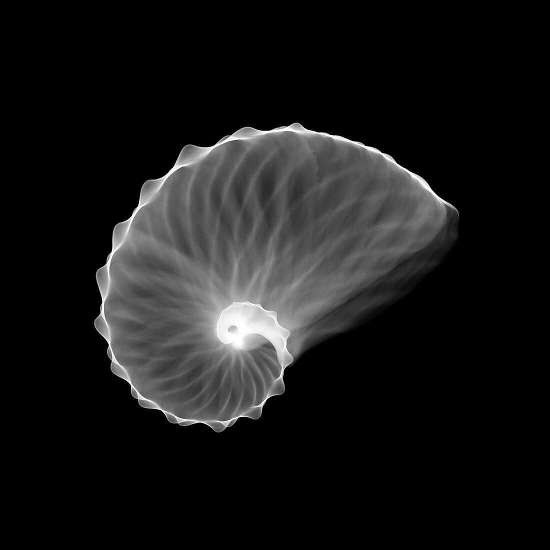 Nautilus shell, X-ray