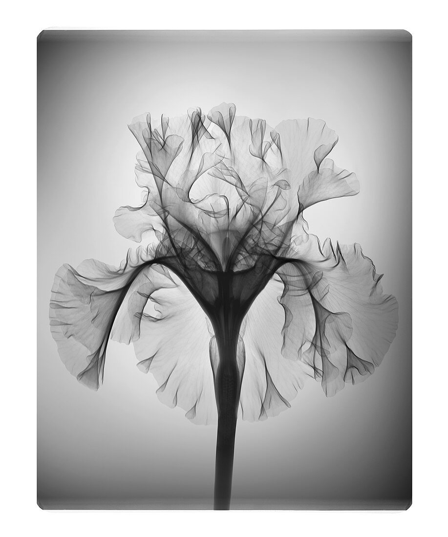 Iris 'Silverado' flower, X-ray