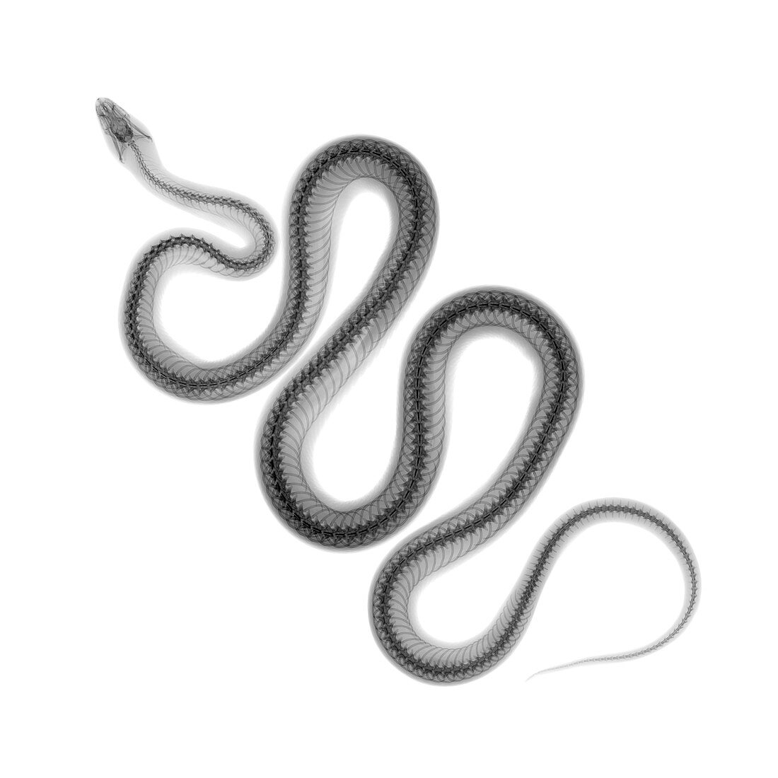 Snake, X-ray