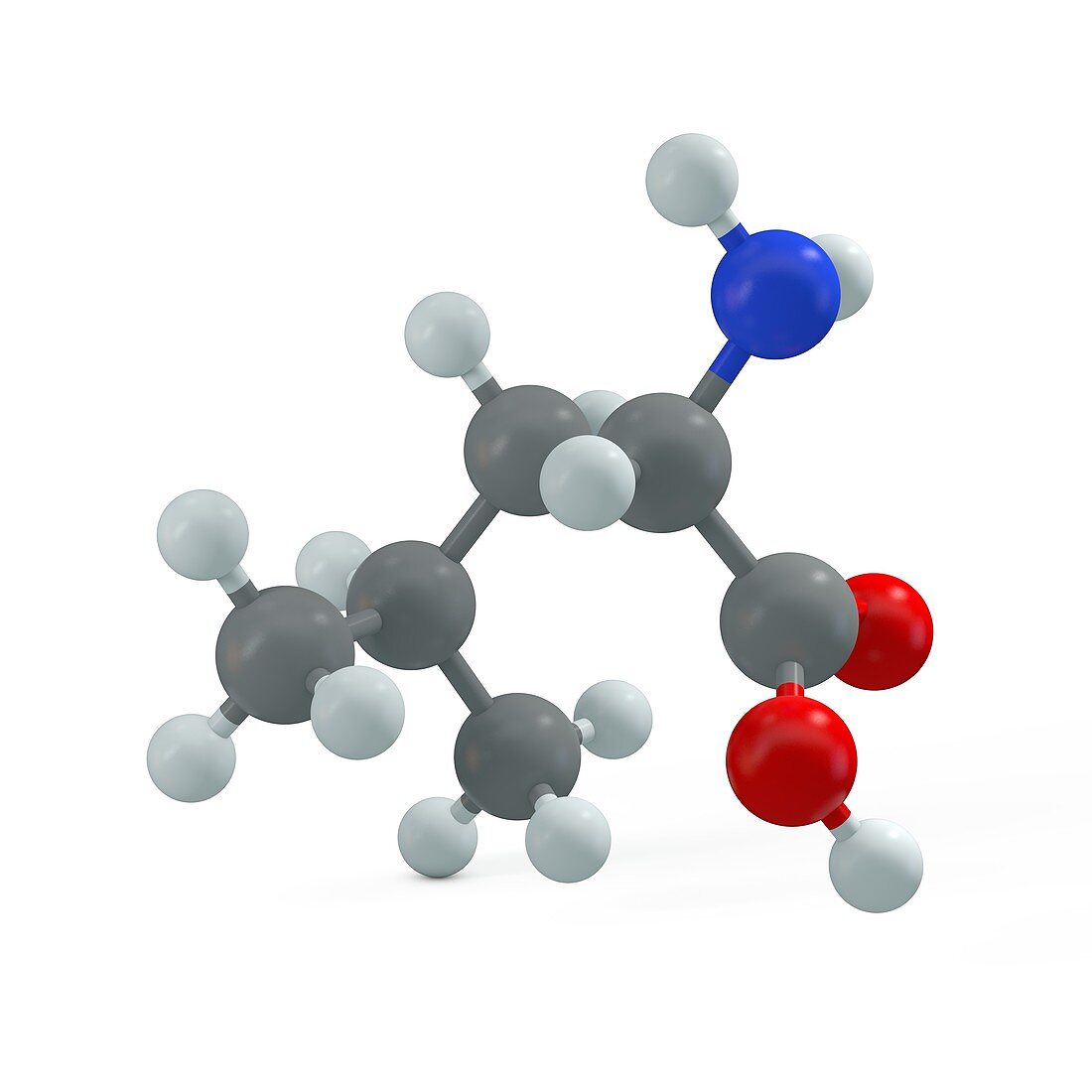 Leucine molecule, illustration