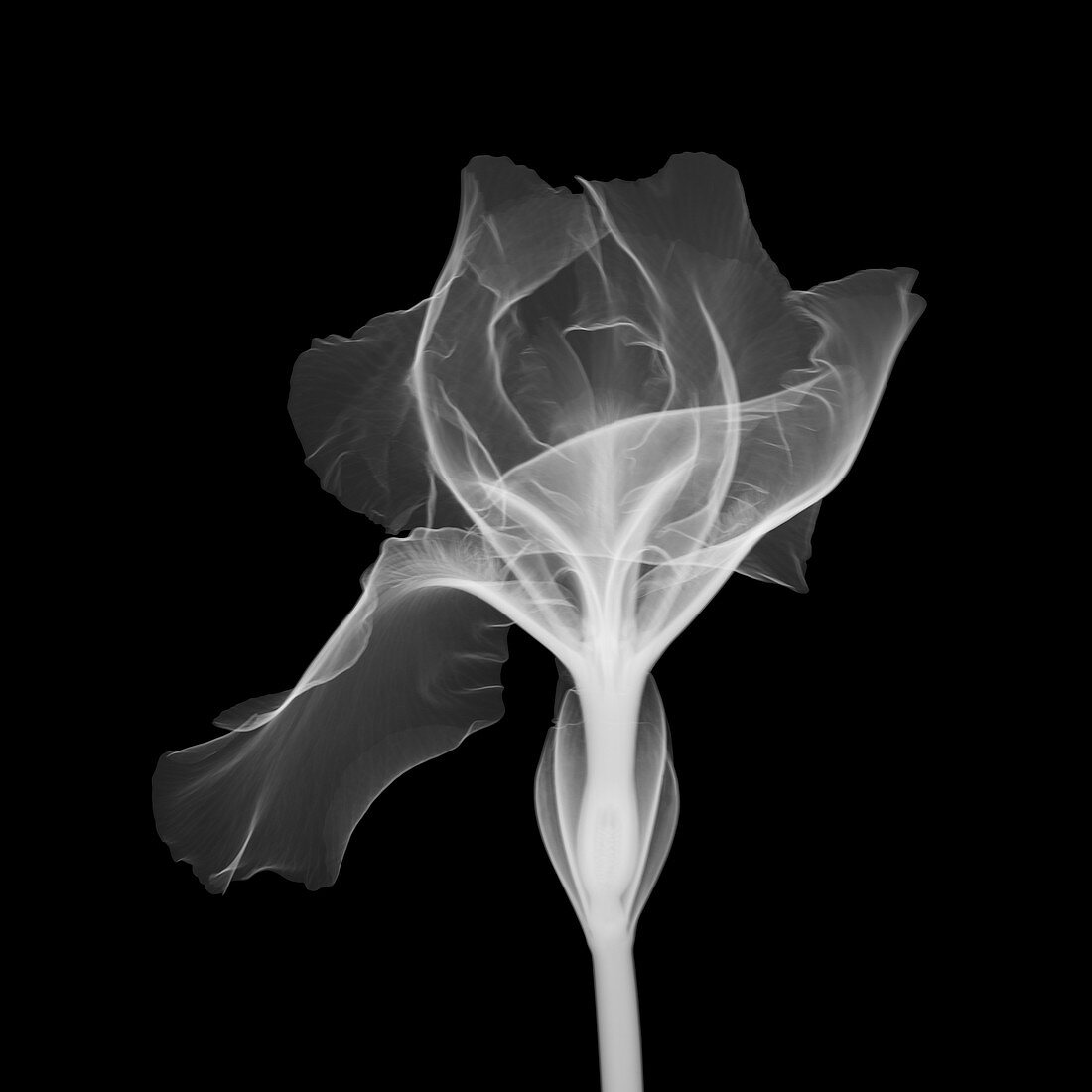 Bearded Iris 'Dutch Chocolate', X-ray