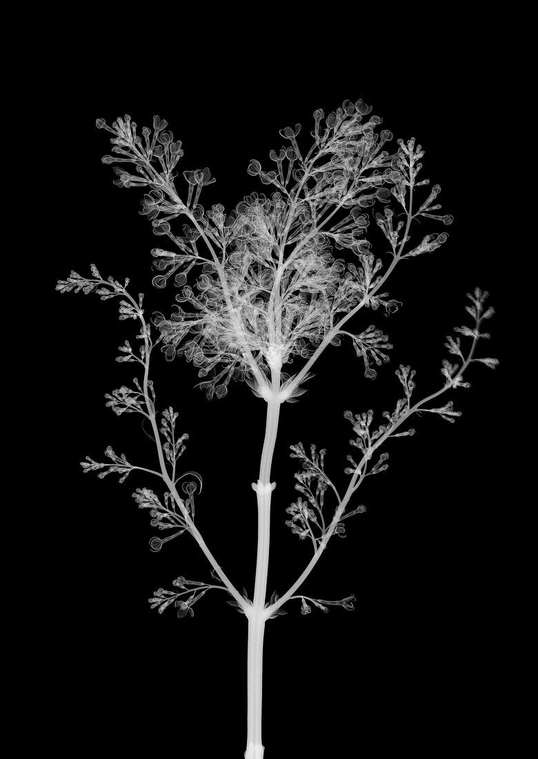 Lilac flower (Syringa sp.), X-ray