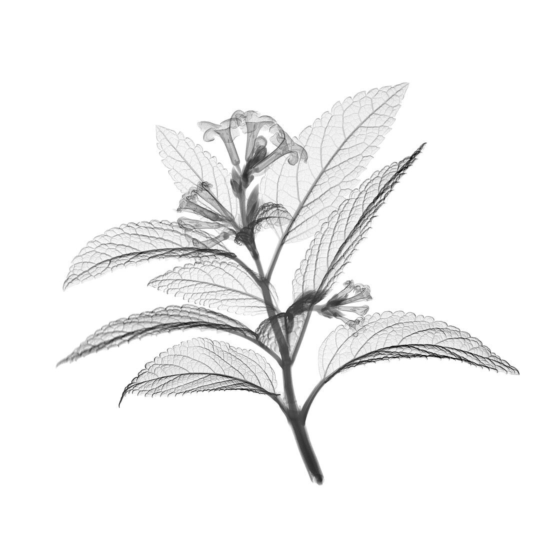 Mountain pepper plant and flower (Litsea sp.), X-ray