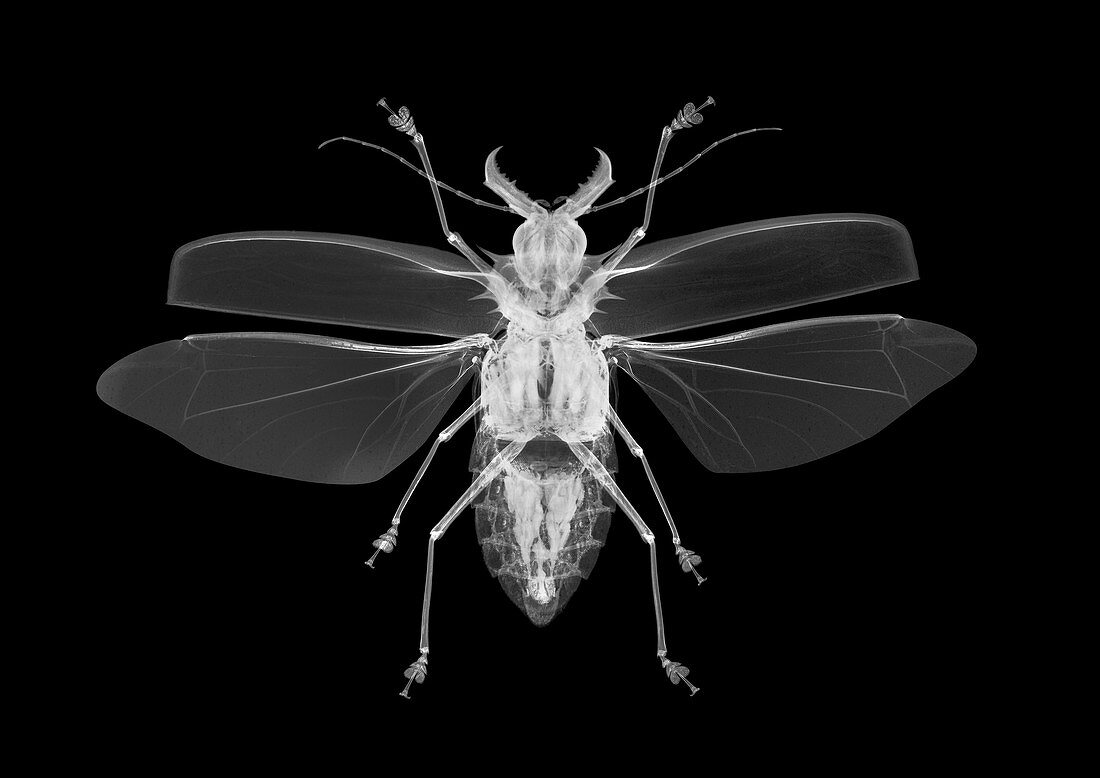 Beetle, X-ray