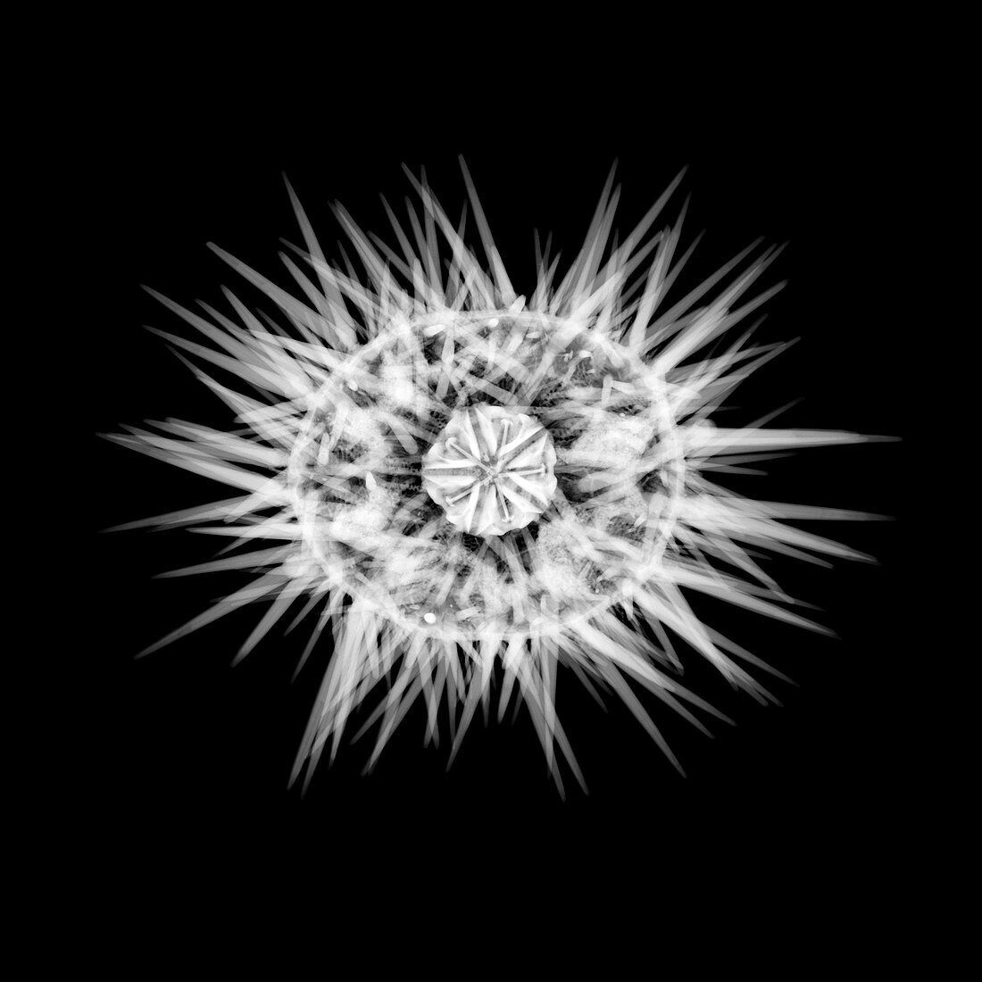 Sea urchin, X-ray