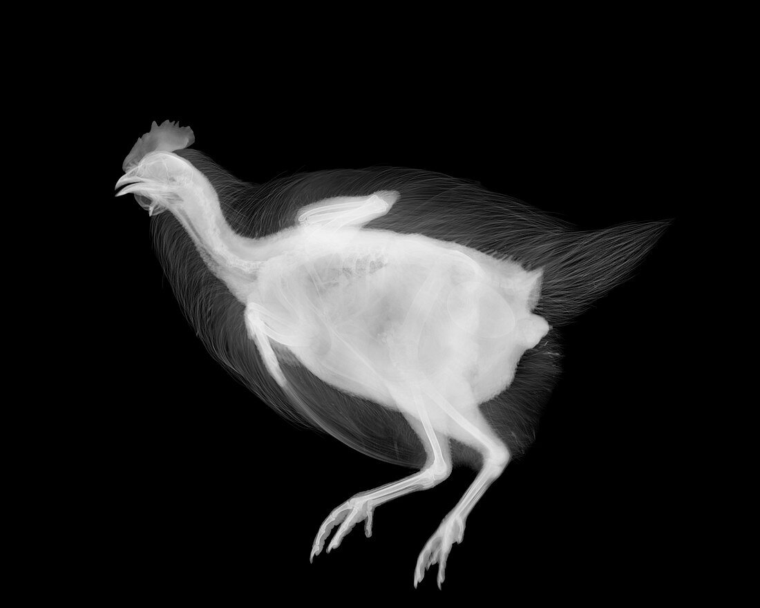 Chicken, X-ray
