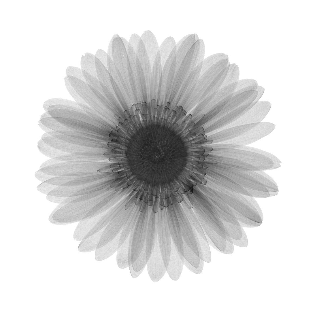 Chrysanthemum flower, X-ray