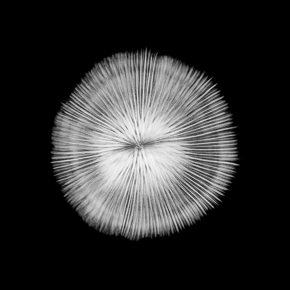 Sea coral, X-ray