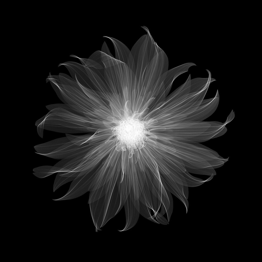 Dahlia 'Gallery Pablo' flower, X-ray