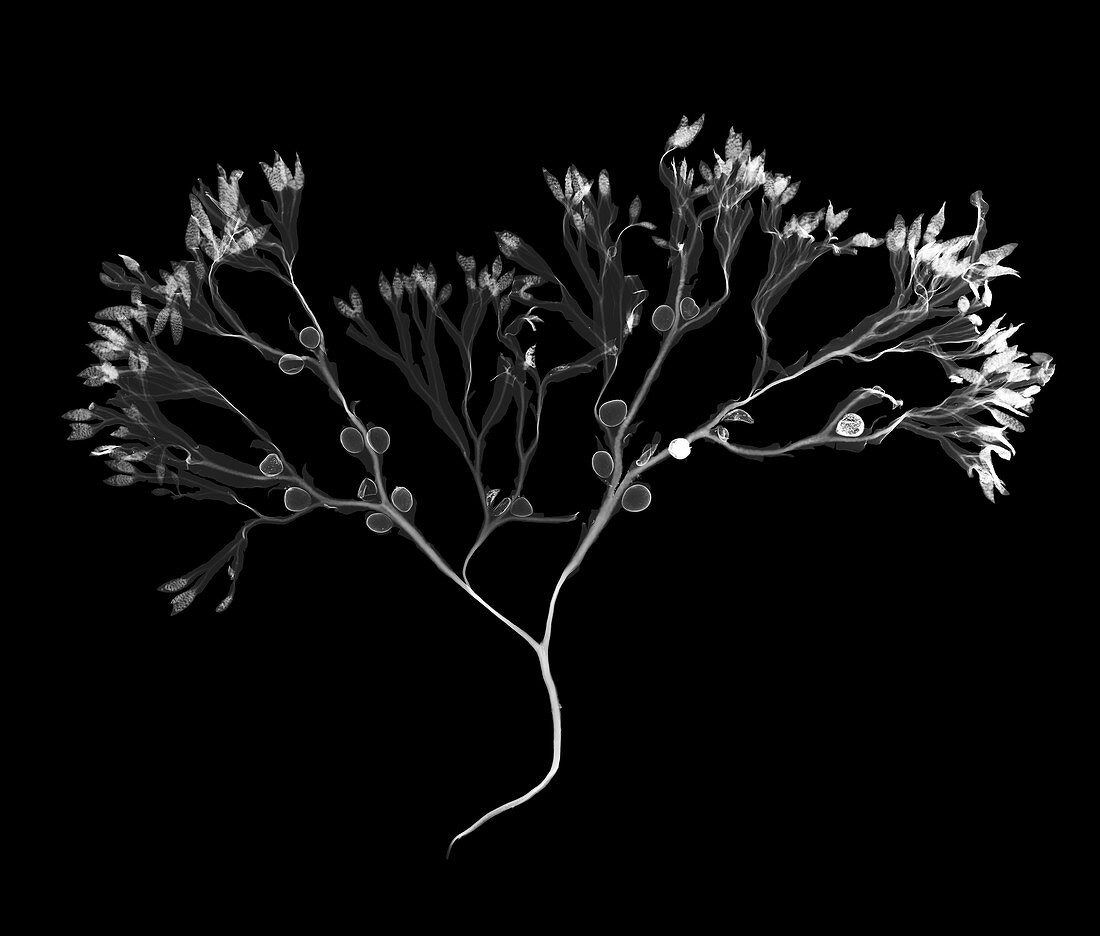 Bladderwrack seaweed (Fucus vesiculosus), X-ray