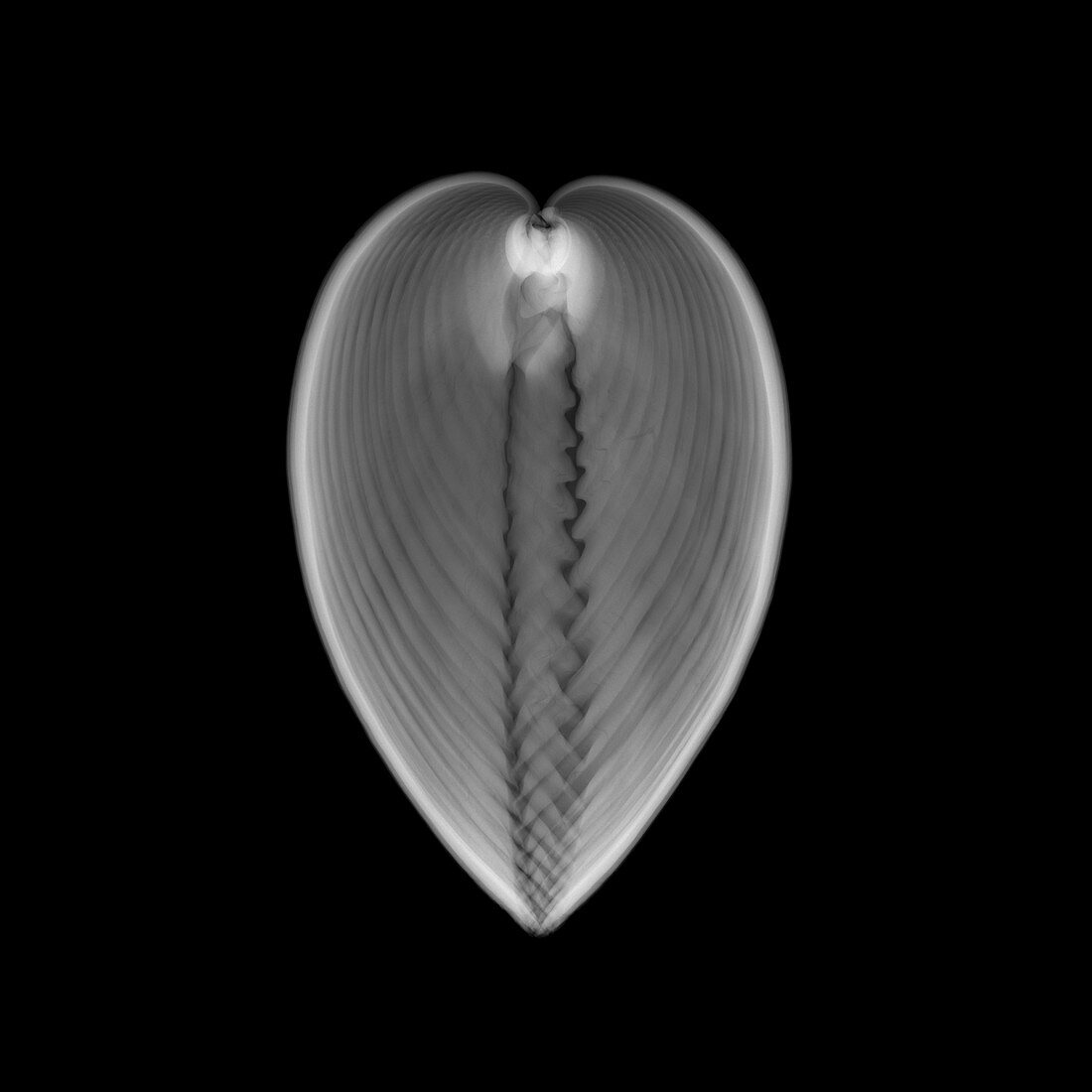 Cockle seashell, X-ray