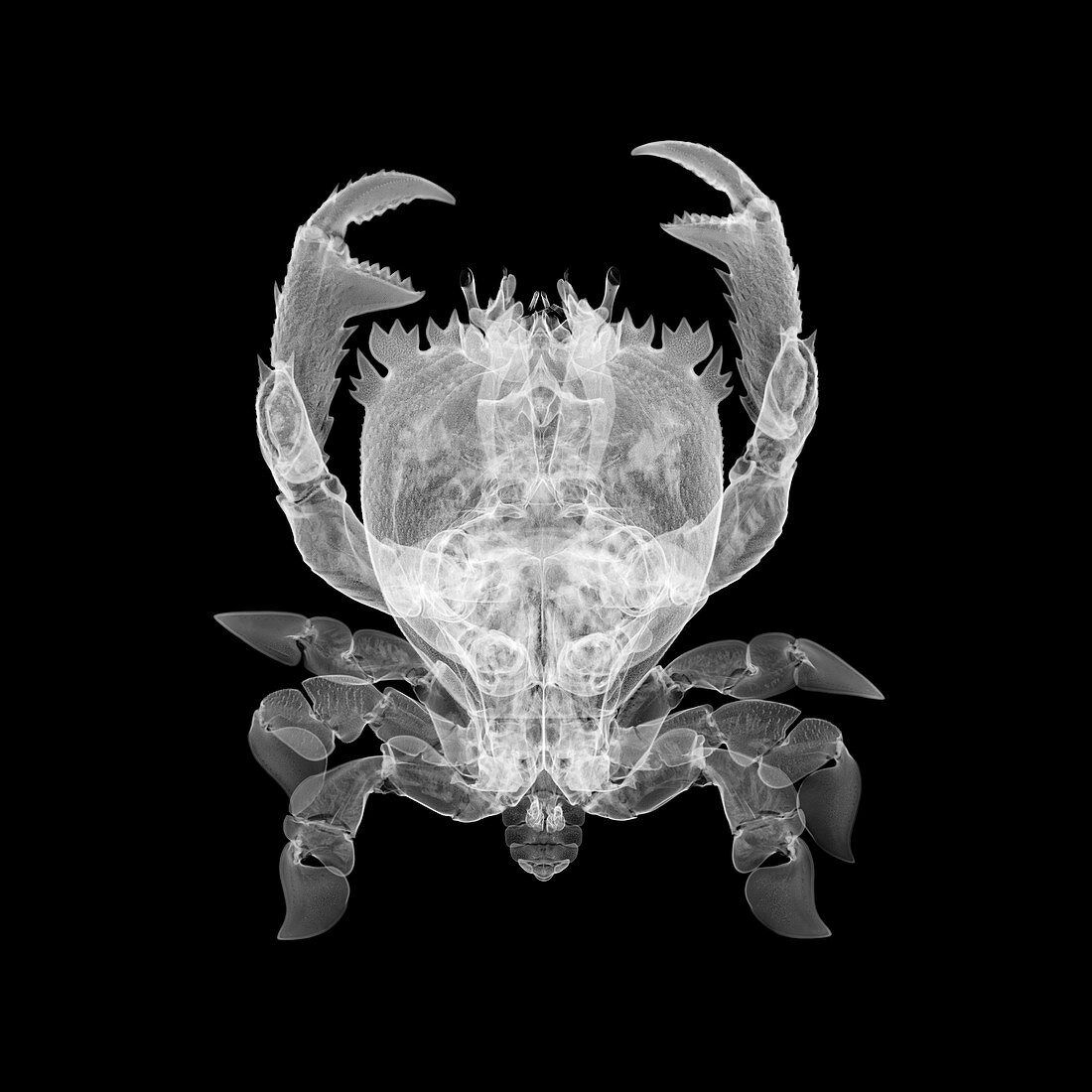 Frog crab, X-ray
