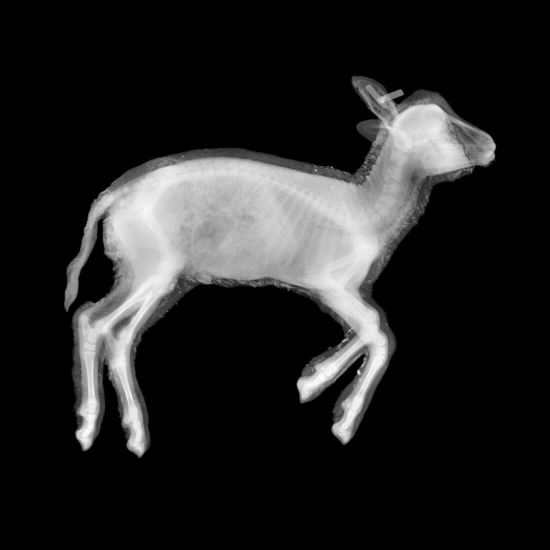 Lamb, X-ray