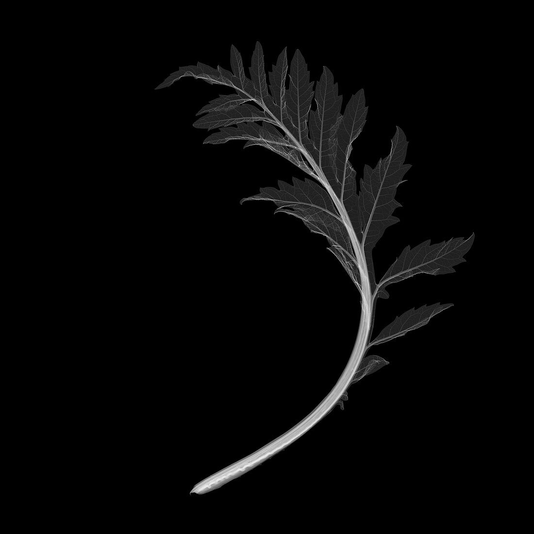 Artichoke leaf, X-ray