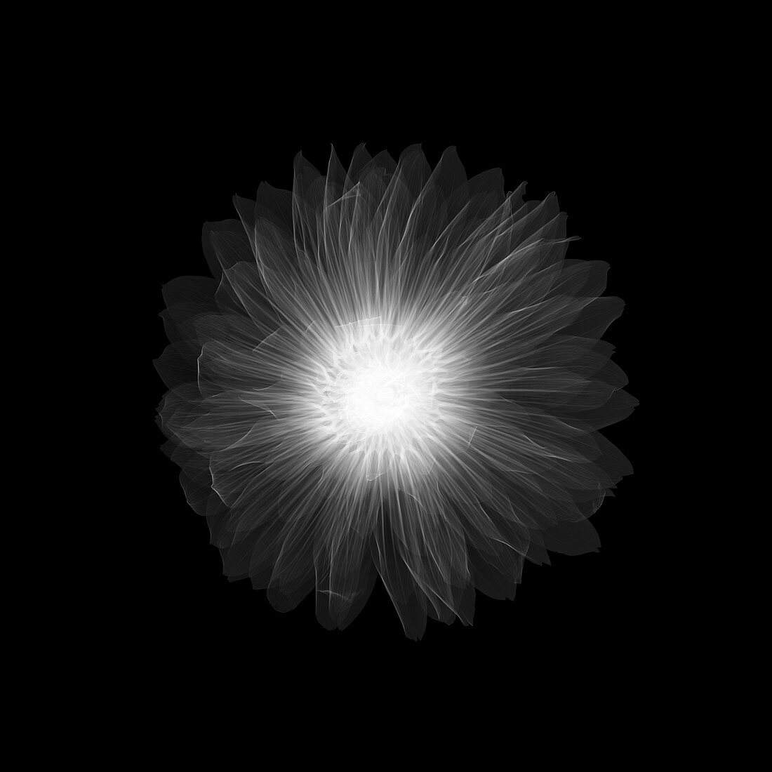 Dahlia 'Gallery Pablo' flower, X-ray