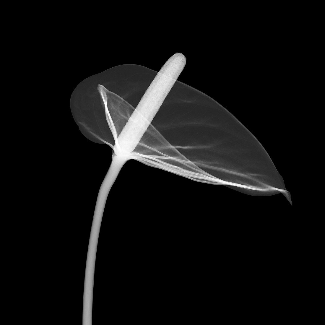 Flamingo flower (Anthurium sp.), X-ray