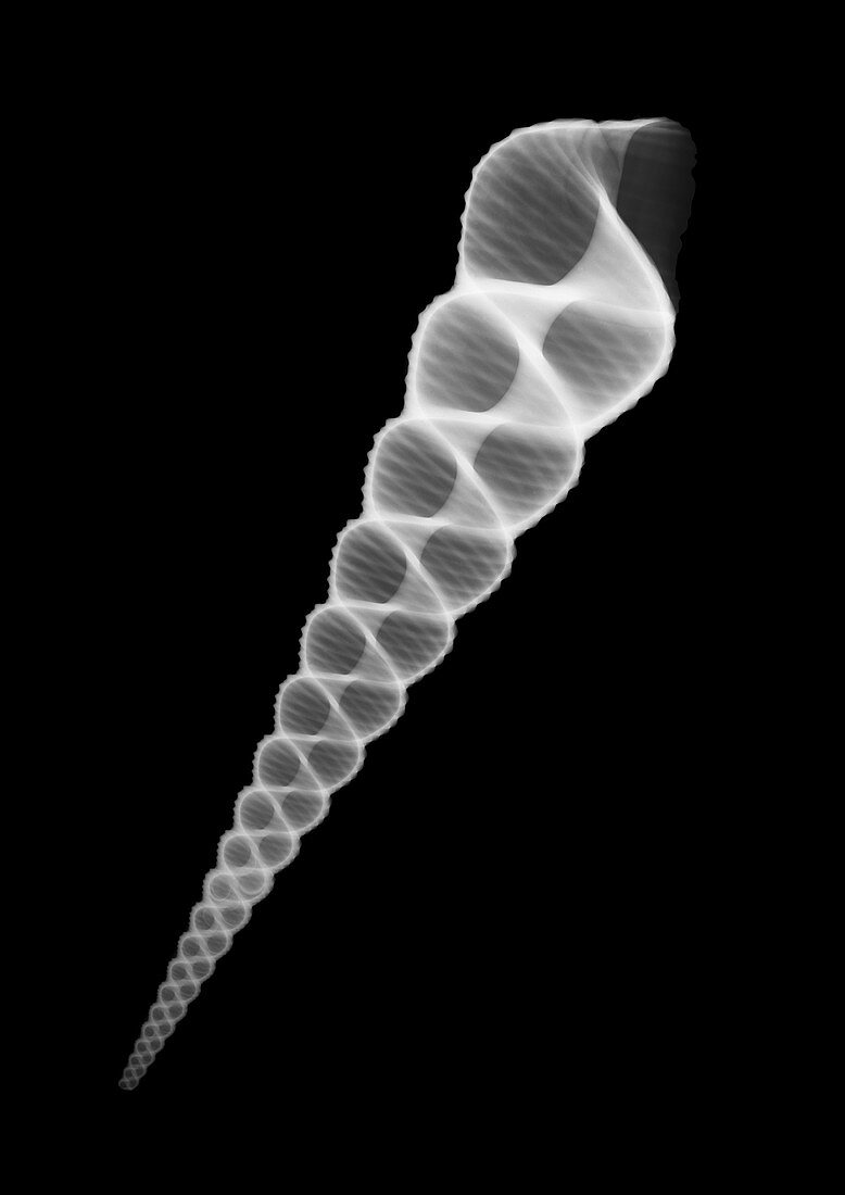 Seashell, X-ray