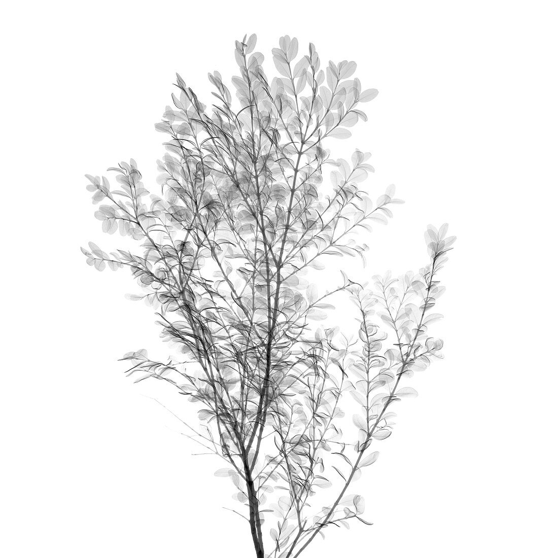 Viburnum shrub, X-ray