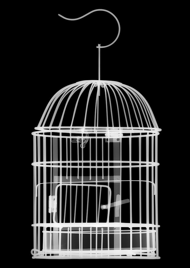 Bird cage, X-ray
