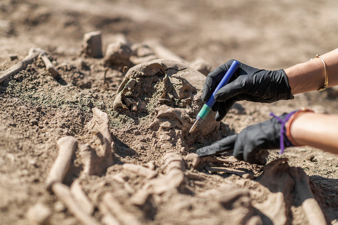 Archaeologist excavating skeleton