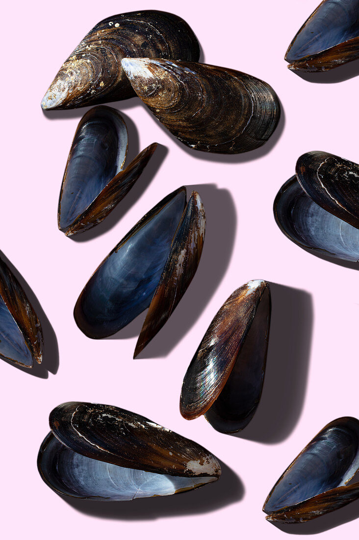 Empty opened mussels on a pink surface