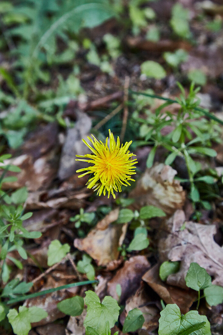 A dandelion flower on the forest floor