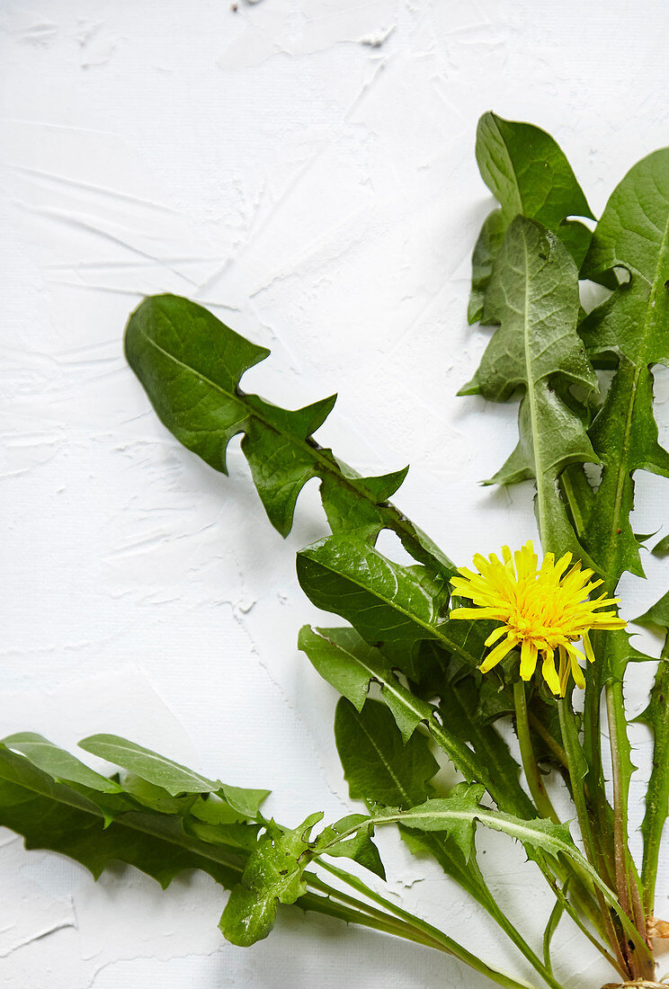 Frischer Löwenzahn mit Blüte