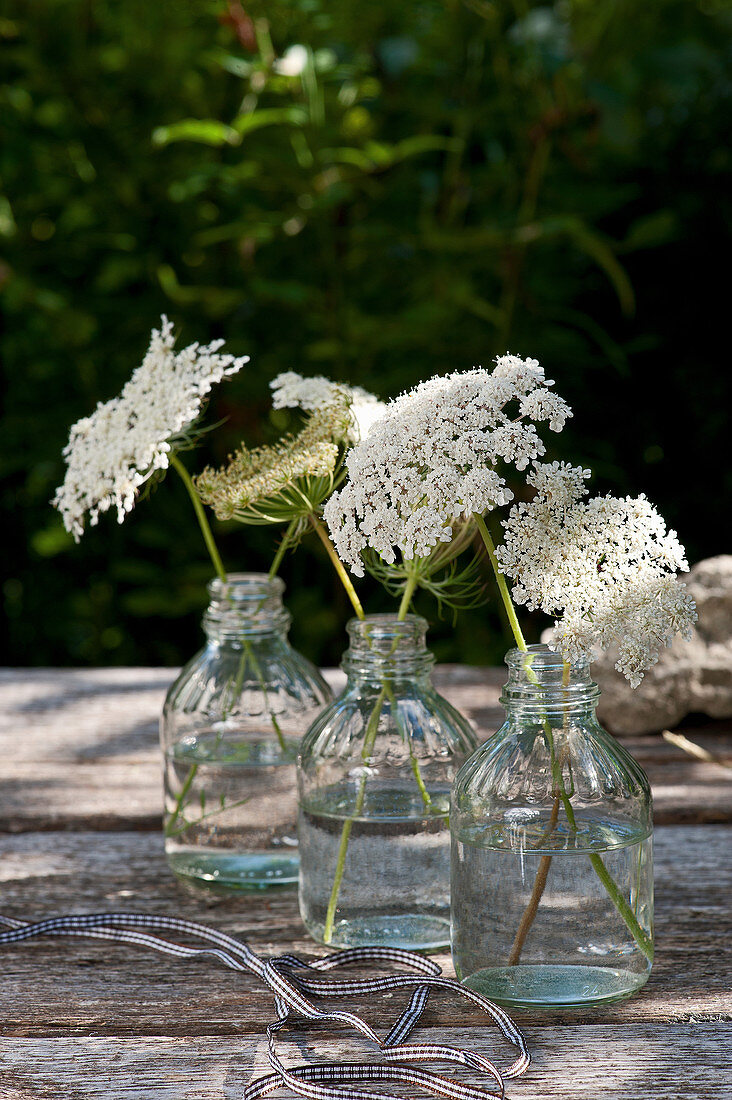 Queen Anne's lace in glass bottles