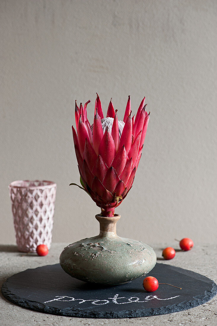 Moderne Deko mit Protea-Blüte in Vase