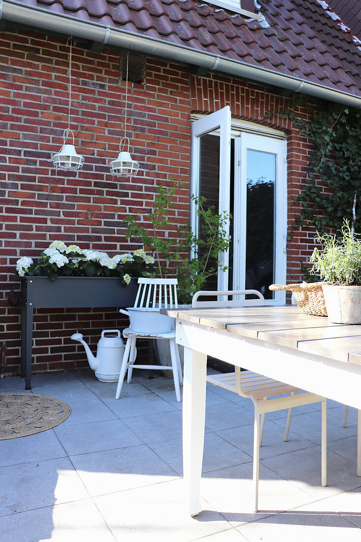 Hydrangeas on terrace in small raised bed against outside wall of house