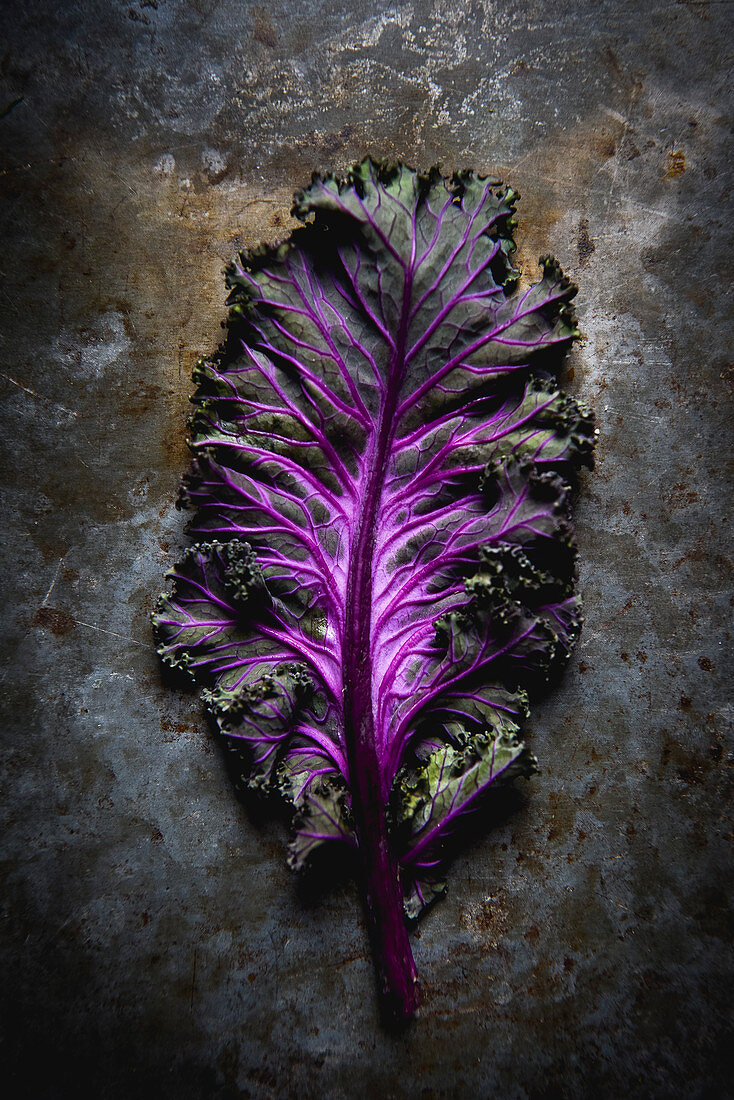 Ein violettes Grünkohlblatt