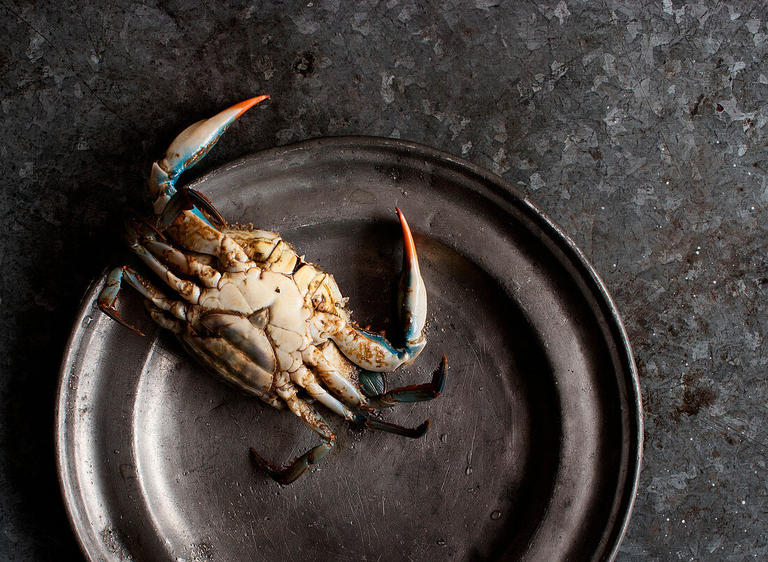 Crab on a metal plate on dark background