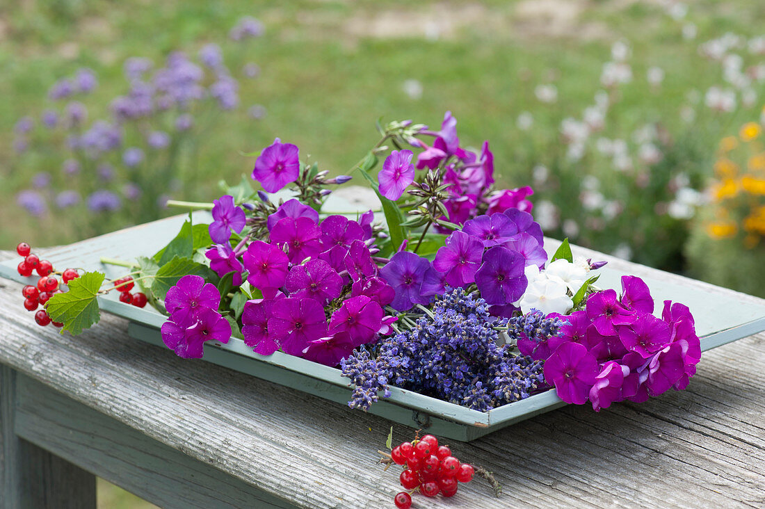 Stilleben aus frisch geschnittenen Blüten von Flammenblumen und Lavendel mit roten Johannisbeeren