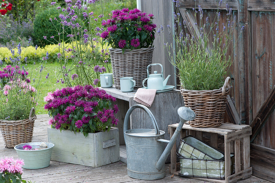 Indian nettle 'Purple Lace' 'Croftway Pink', lavender and Patagonian verbena in baskets and wooden box