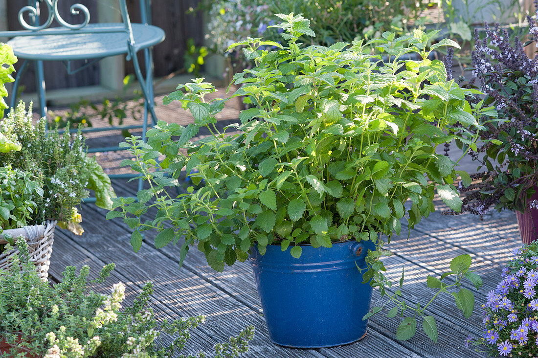 Lemon balm in the blue bucket