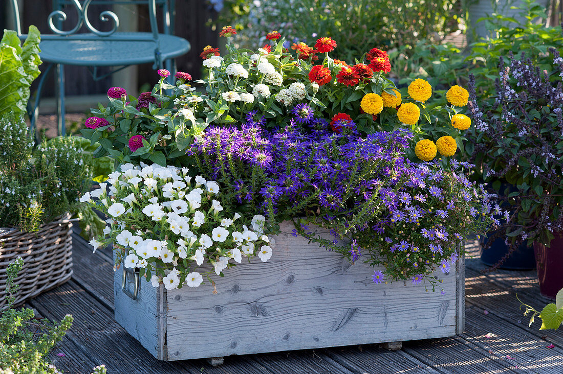 Colorfully planted wooden box with zinnias, magic bells Unique 'White', fan flower Surdiva 'Violet Blue', blue daisy Brasco 'Violet' and Indian nettle 'Blaustrumpf'
