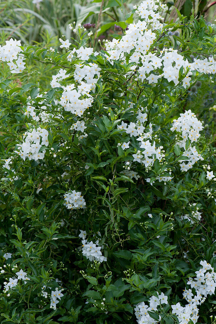 Jasminblütiger Nachtschatten auch bekannt als Sommerjasmin